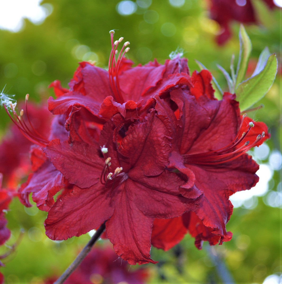 Wallowa Red